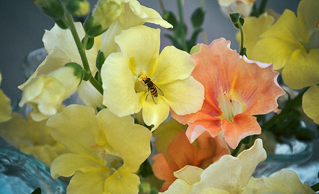 8106 Antirrhinum majus F1 Chantilly Mix